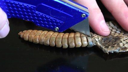 Cutting Open A Rattlesnake Tail