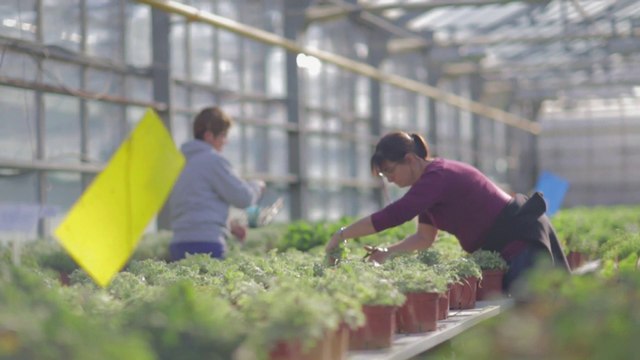 Fermes DEPHY : Témoignage d'un horticulteur innovant