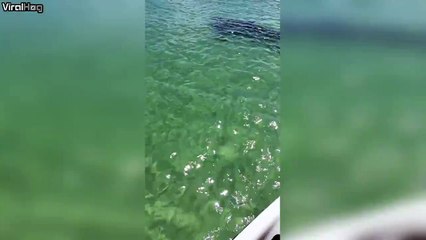 Subway Rat Crawls on Sleeping Man