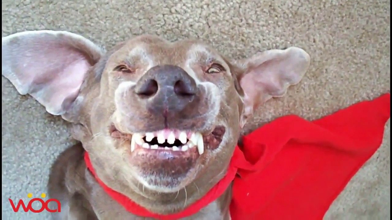 Funny Dogs Smiling To Workout Their Mouth Animal Compilation