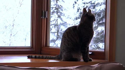 Cats That Don t Like Milk