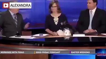 Hey, bunny rabbits,the reporters can't have sex on the news desk