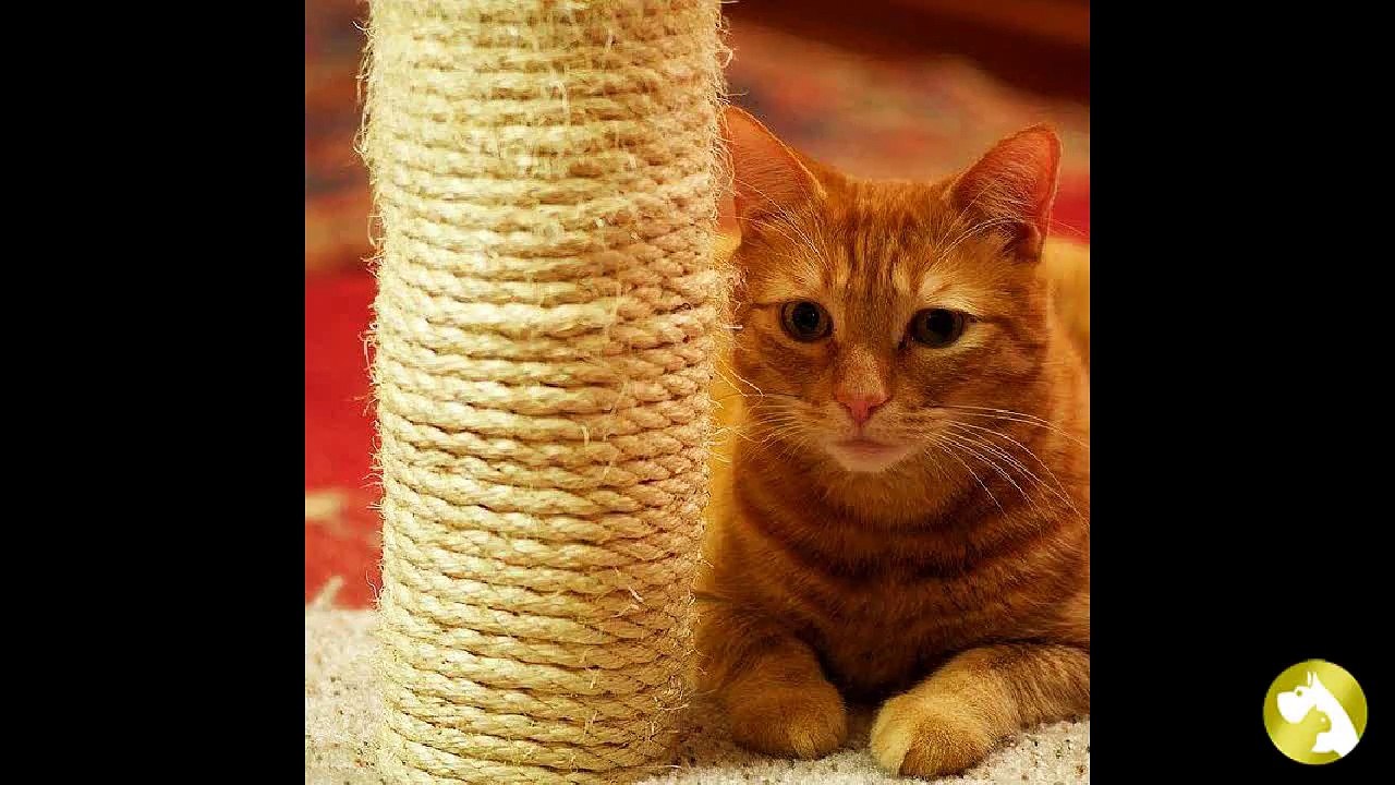 Когтеточки для кошек своими руками- поможем кошке и спасем мебель