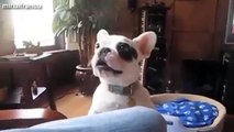 Most Funny Dog Barking Videos Compilation