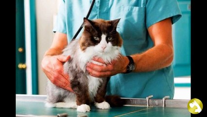 Круглосуточные ветклиники Москвы: услуги, адреса, телефоны