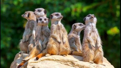 Сурикат- часовой, который всегда на работе