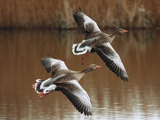 Весенняя охота на гуся. По диким местам