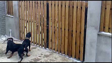 Two Rottweiler attacking man with a gun.