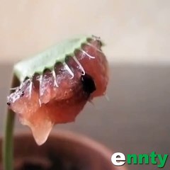 Cette plante mange tout, et elle fume !