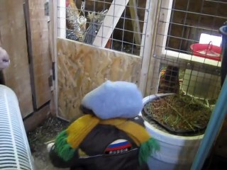 En Russie, un petit singe se fait passer pour un enfant