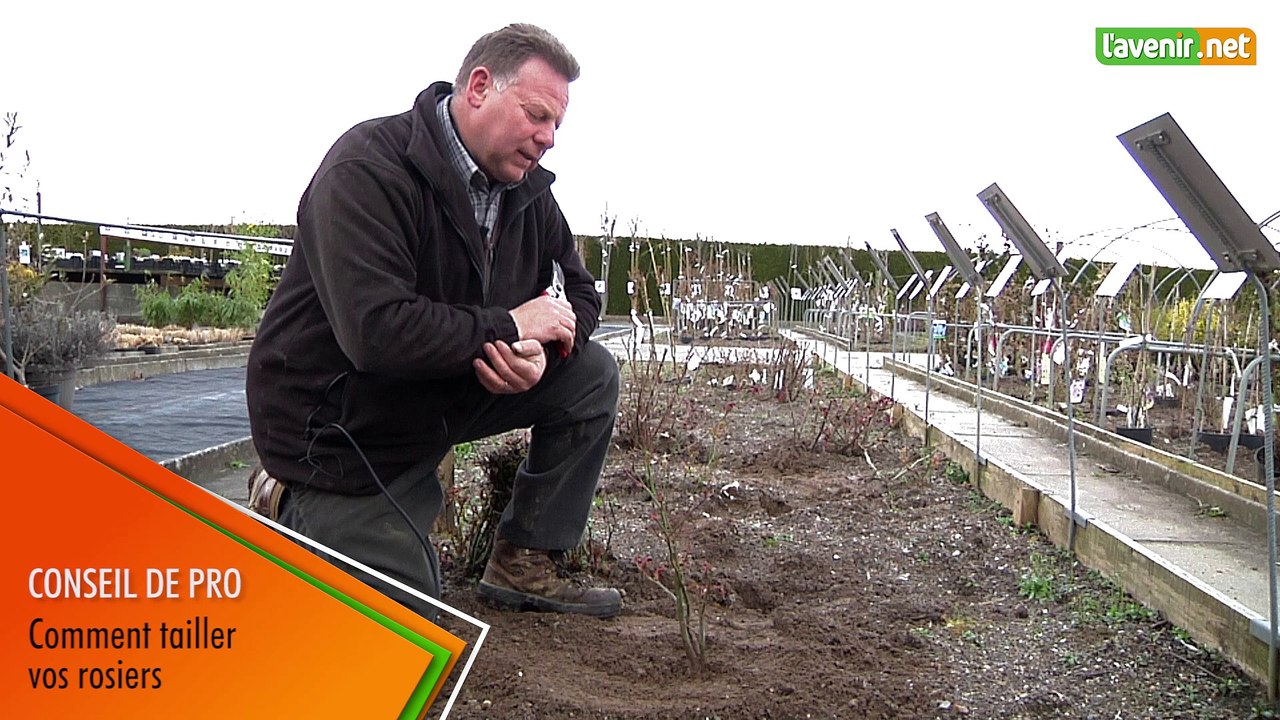 L'Avenir - Jardin - Comment tailler un rosier - 1