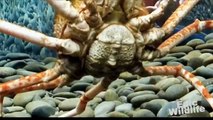 World`s Biggest Crab - Japanese Spider Cra