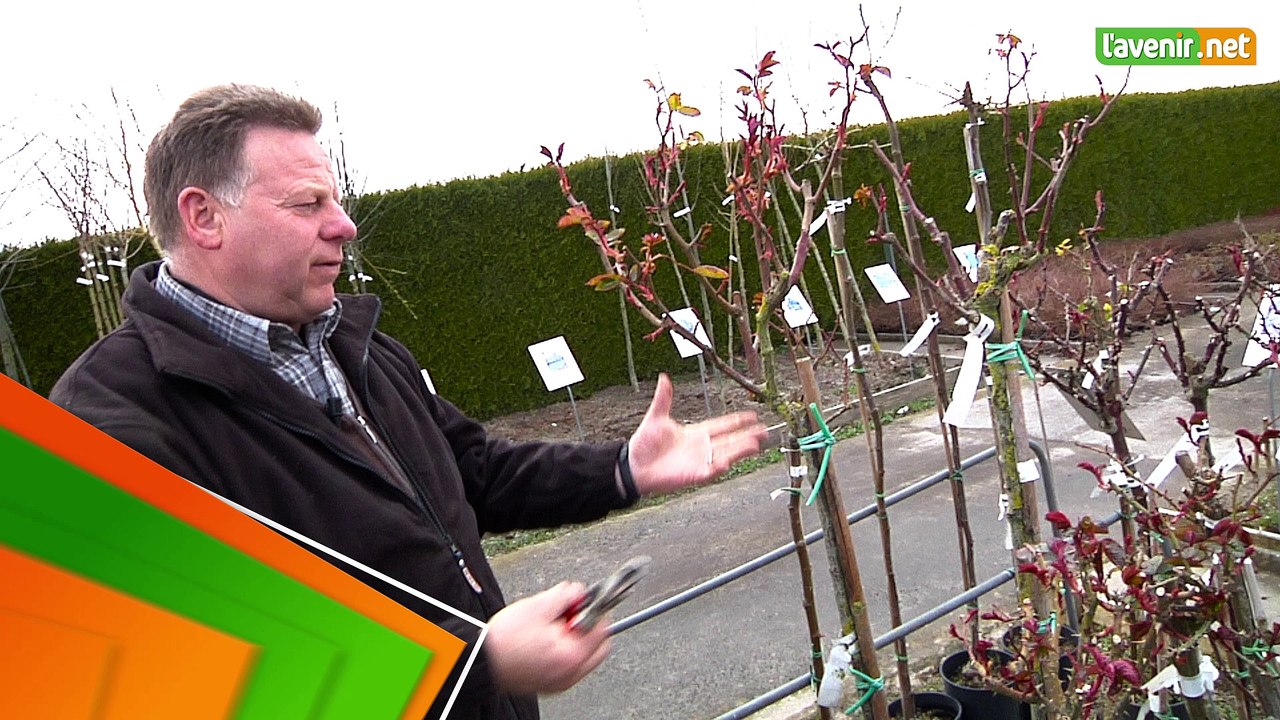 L'Avenir - Jardin - Tailler un rosier-tige