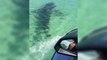 Un jetski se fait attaquer par un requin en Australie