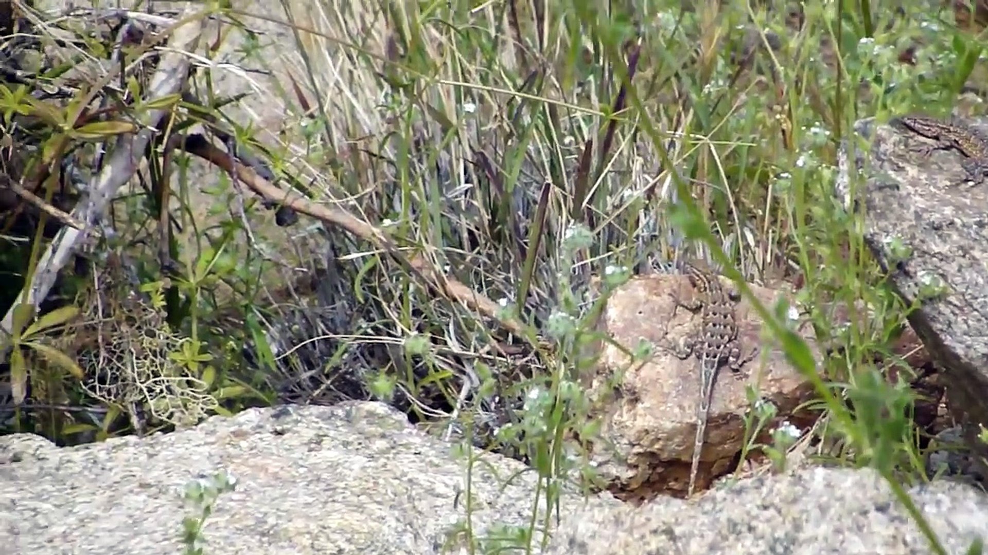 Lizard Wrangling Arizona Style