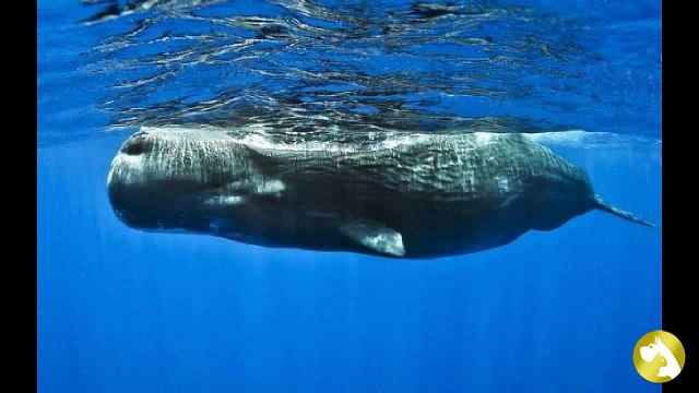 Кашалот: чудище со дна океана