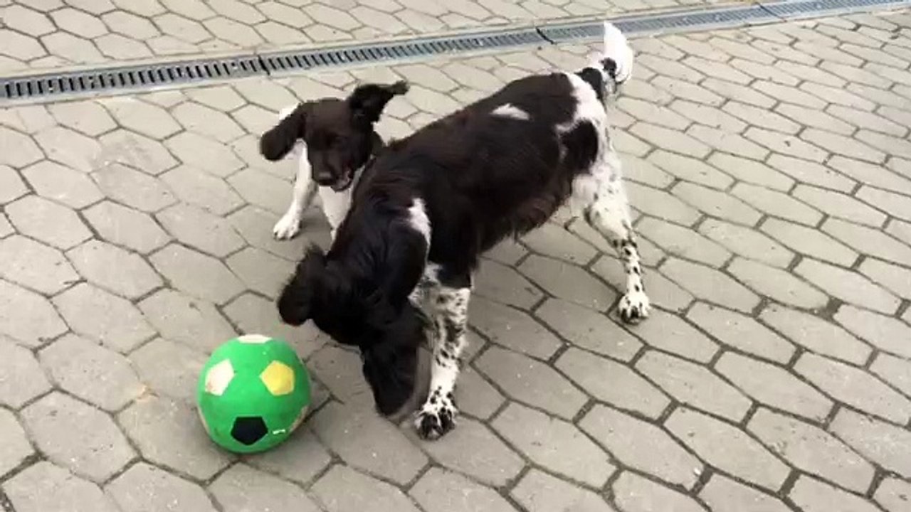 Enzos Wiedersehen mit seiner Mama