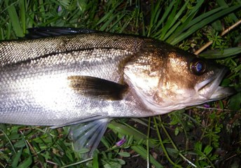 ルアーフィッシングでシーバスをゲット！　　Caught a Seabass!