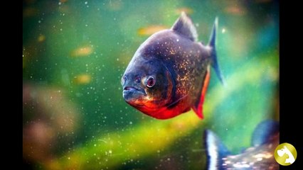 Пираньи: кровожадные и одновременно запуганные рыбки