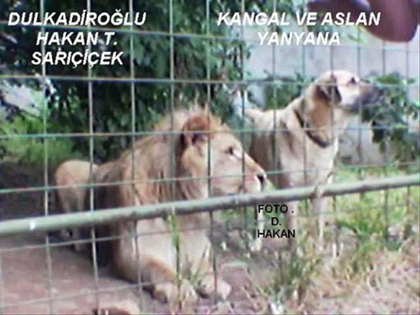 The-Biggest-Dog-of-the-World-Turkish-Kangal-Dog - video Dailymotion