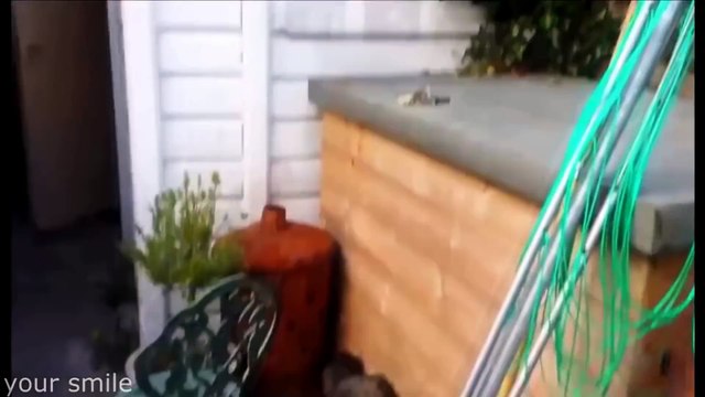 Best Funny Cats Videos Compilation ¦ Приколы с котами #4