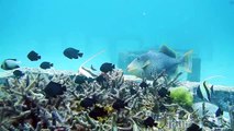 Sidemount Diving at Racha Yai Apr, 8 2016 - part 1