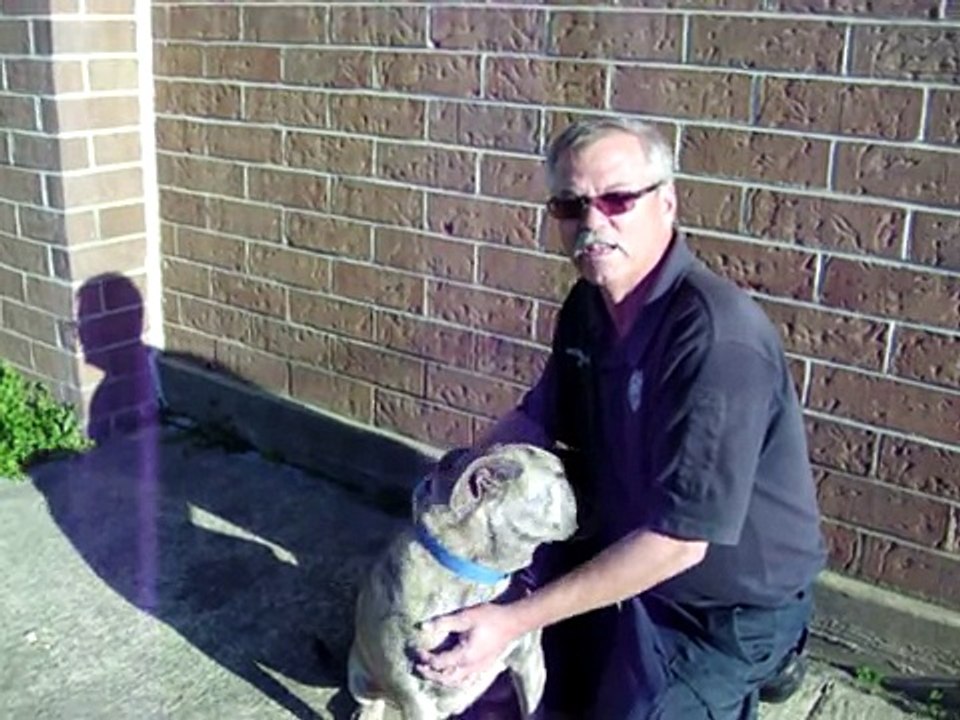 Pet Tips- Keeping Your Dog Warm in Winter