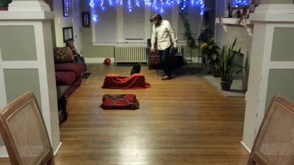 Teaching an old cat new dog tricks