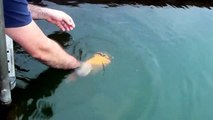 Fish Plays Like a Dog, With Human