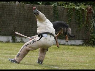 Brigade canine, démo de "tapé muselé"