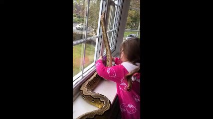 Une fillette de 3 ans fait un câlin à un python de près de 3 mètres