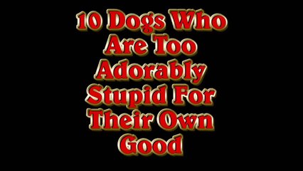 10 Dogs Who Are Too Adorably Stupid For Their Own Good