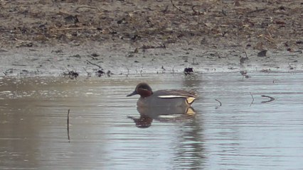La Ville Gaudu Lamballe