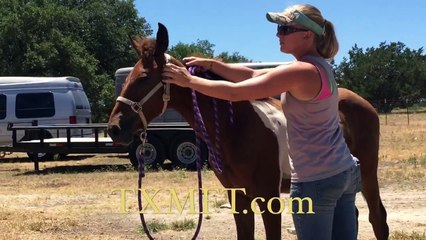 Mfthba gelding for sale in TX, Pinto Foxtortters for sale in Texas