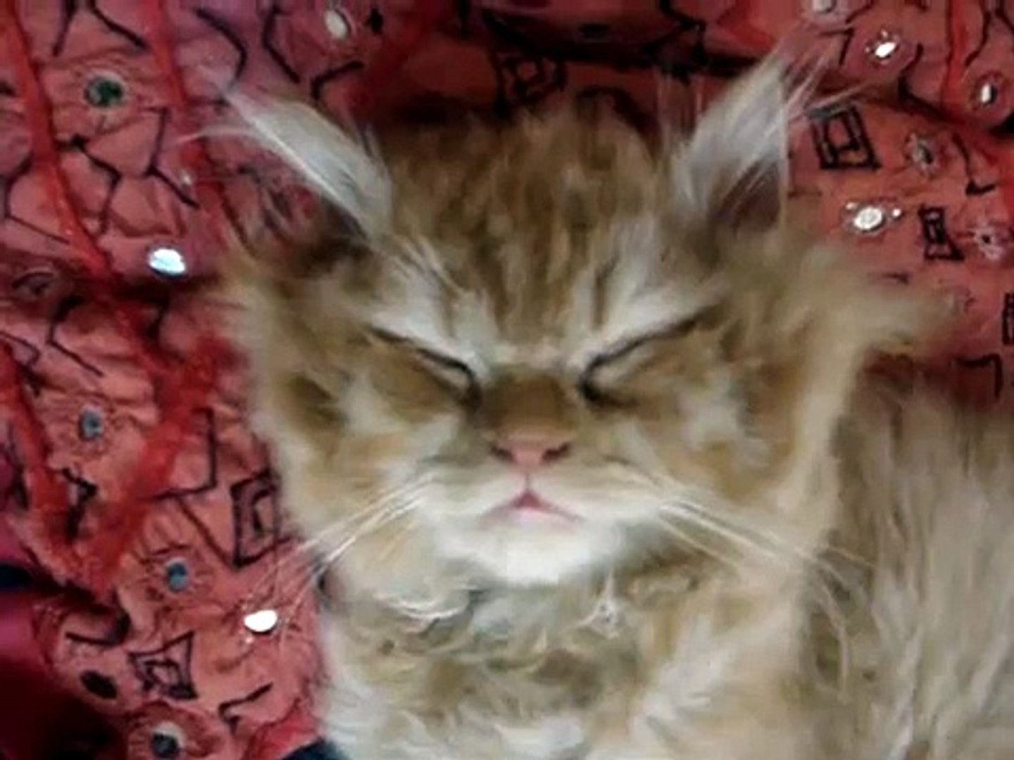 ⁣simba persian cat sleep