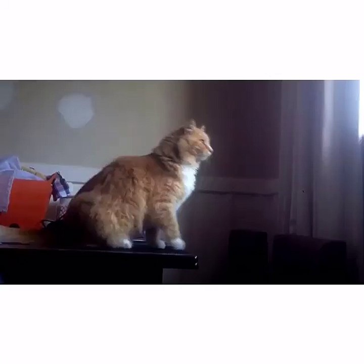 funny videos 2016