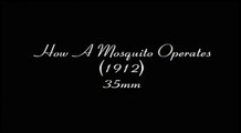 How a Mosquito Operates (1912) - Winsor McCay June 2016