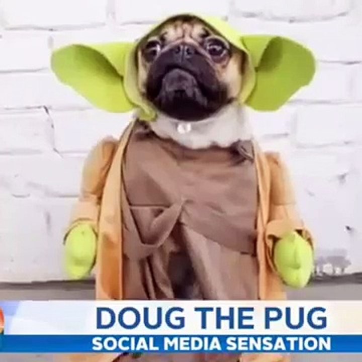 Famous Doug the pug