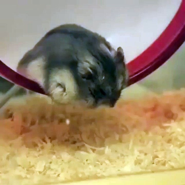 funny videos 2016