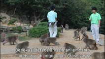 Taman Primata, wisata populer bagi wisatawan lokal dan asing di Iwatayama, Arashiyama, Kyoto, Jepang