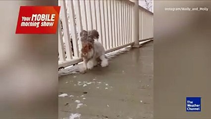 Wally the rabbit has gone viral for the best reason: he's a bunny that looks and acts like a dog