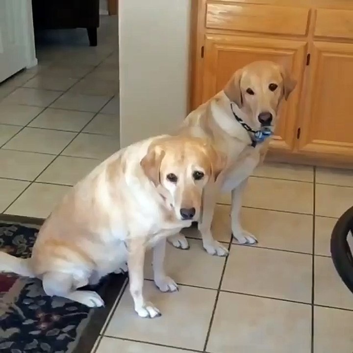 funny videos 2016