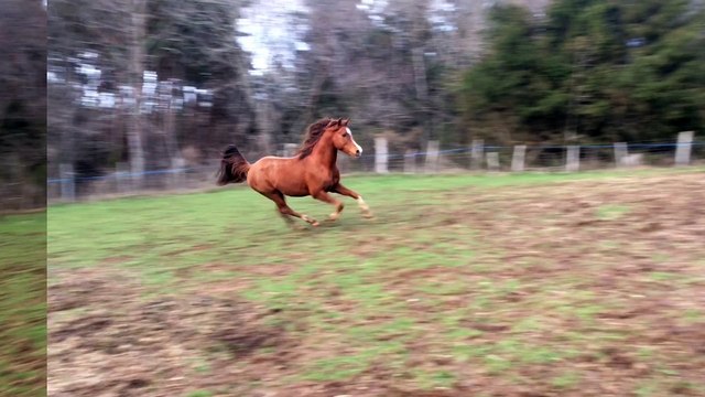 Avalon Dawah, etalon arabe disponible à la saillie