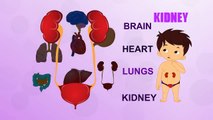 Kidney - Human Body Parts - Pre School Know Your Body - Animated Videos For Kids