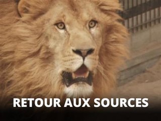 Une fois diplômés, ces lions sont remis en liberté
