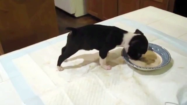 Ils filment leur chiot pendant qu’il mange ! Ce qu’il va faire va vous étonner !