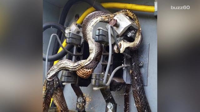Electrocuted Snake Found Trying to Eat Another Electrocuted Snake