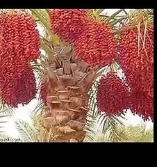 5 اشياء موجودة في الدنيا اصلها من الجنة