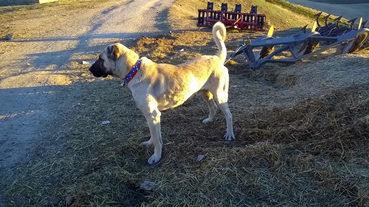 kangal tyson