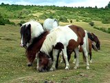 Casa Rural Urbasa Urederra Nº 108 Pony 2 - Agroturismo Navarra - 15 - 27892